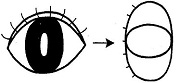 eye