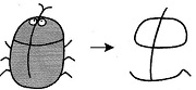 insect