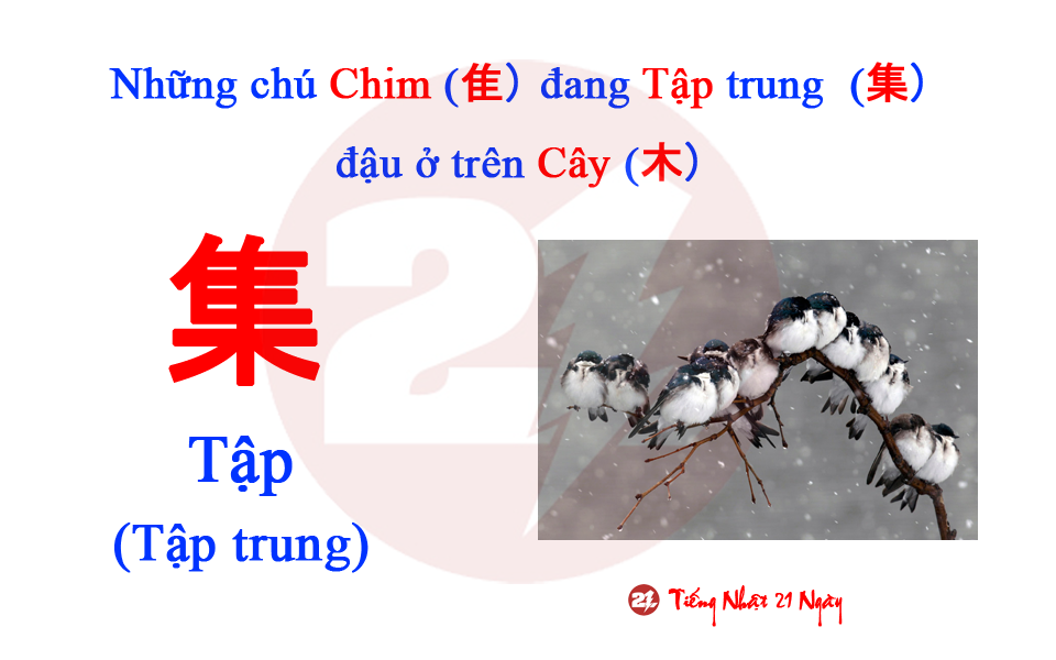 【KANJI SIÊU TỐC】BỘ CHUY(隹) – CHIM VÀ ỨNG DỤNG