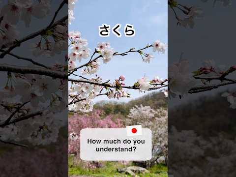 Cherry Blossoms in Japan |1-Minute Japanese Listening Practice