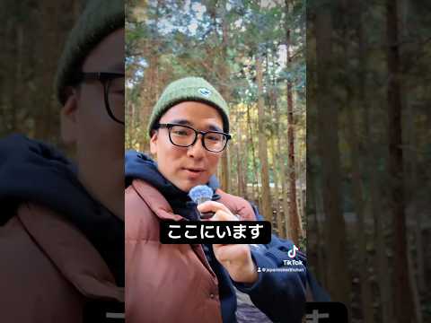 【N5】Easy Japanese immersion #japanese #n5