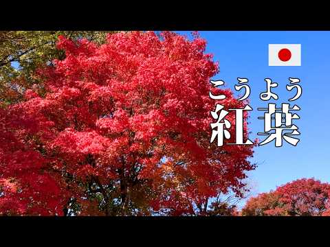 Japanese Listening Practice | Let’s Go See Autumn Leaves!