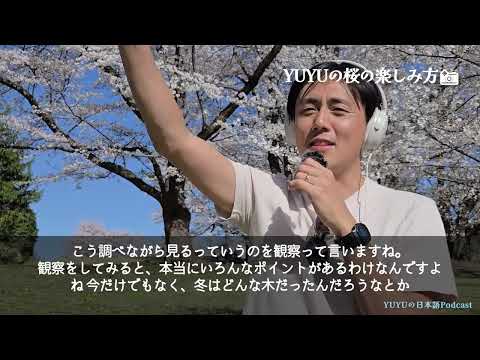 日本人の桜の見方 / How Japanese people view sakura🌸 (Japanese Radio for Listening Practice)