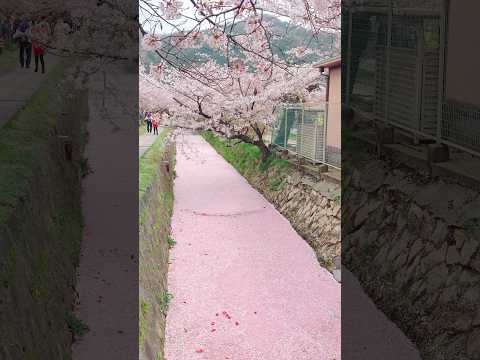 Spring in Japan 🌸 #shorts #japan  #spring