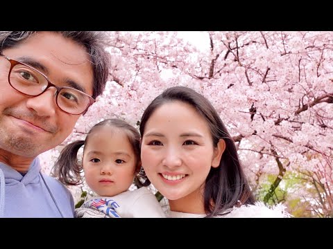 Spring in Japan | Cherry blossom blooming | Sakura