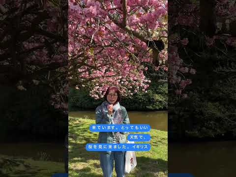 🌸Liverpoolの公園で桜を見ました。