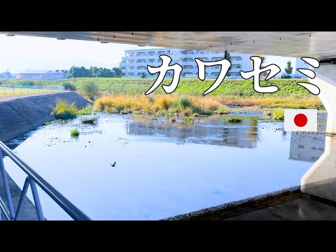 Japanese Listening Practice | Let’s Go Find Kingfisher!