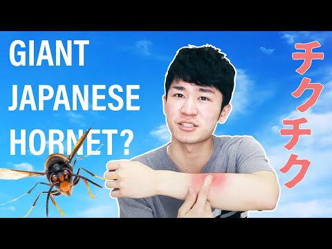 心が傷ついたときに使うオノマトペ｜When your heart STINGS use this JAPANESE (or when you get stung by a giant hornet)
