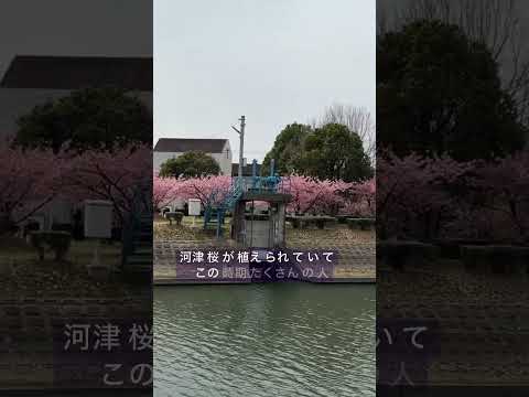 倉敷川沿いの🌸河津桜（かわづざくら）