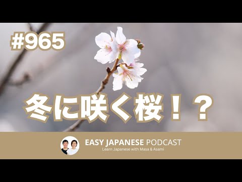 #965 冬に咲く桜！？ / EASY JAPANESE PODCAST