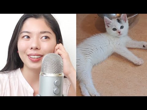 289 子猫を拾いました！😽 #日本語ポッドキャスト