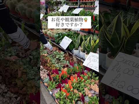 🇯🇵🎙️Ep 4 Japanese audio「Londonフラワーマーケット」