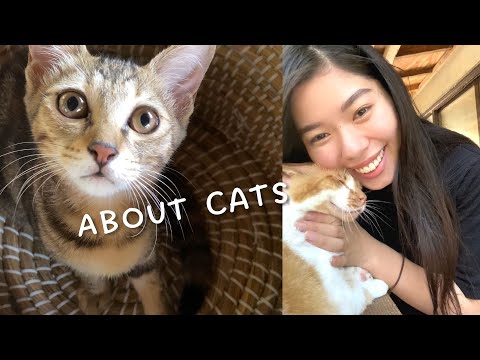 167 猫のはなし | 日本語ポッドキャスト #japanesepodcast #japaneselistening