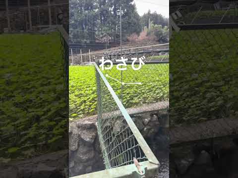 How to say “Without wasabi, please”