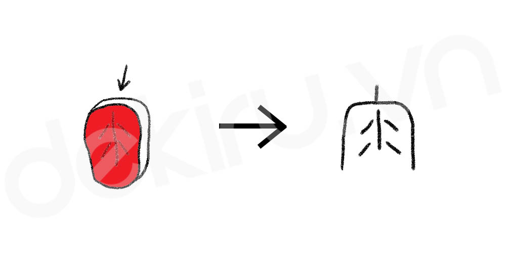 Giải Nghĩa kanji 肉